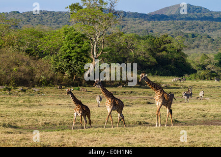 Giraffe Giraffa, Massai-Giraffen und Zebras, Equus Quagga, kleine Serengeti, Arusha National Park, Tansania, Ostafrika, Stockfoto