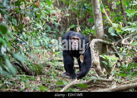 Männlichen Schimpansen zu Fuß durch den Wald, Pan Troglodytes, Mahale Mountains National Park, Tansania, Ostafrika, Afrika Stockfoto