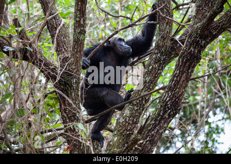 Männlichen Schimpansen ein Regenwald Kletterbaum, Pan Troglodytes, Mahale Mountains National Park, Tansania, Ostafrika, Afrika Stockfoto