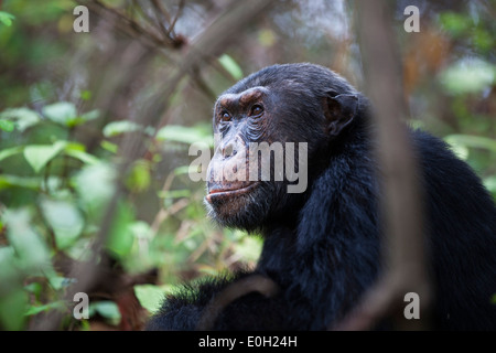 Schimpanse männlich, Pan Troglodytes, Mahale Mountains National Park, Tansania, Ostafrika, Afrika Stockfoto