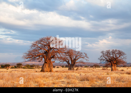 Afrikanischen Affenbrotbäume bei Sonnenuntergang, Affenbrotbäume Digitata, Ruaha Nationalpark, Tansania, Afrika Stockfoto