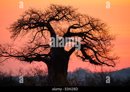 Afrikanische Baobab im Morgengrauen, Affenbrotbäume Digitata, Ruaha Nationalpark, Tansania, Afrika Stockfoto