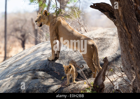 African Lion, Weibchen mit Jungtier, Panthera Leo, Ruaha Nationalpark, Tansania, Ostafrika, Afrika Stockfoto