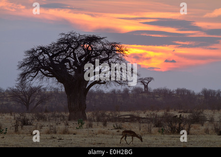 Afrikanische Baobab bei Sonnenaufgang, Affenbrotbäume Digitata, Ruaha Nationalpark, Tansania, Afrika Stockfoto