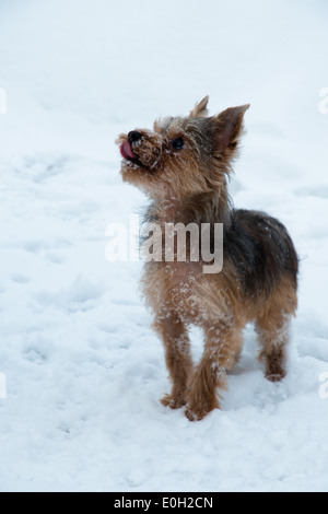 Yorkshire Terrier (Canis Lupus Familiaris) stehen im Schnee blickte zu seinem Besitzer Stockfoto