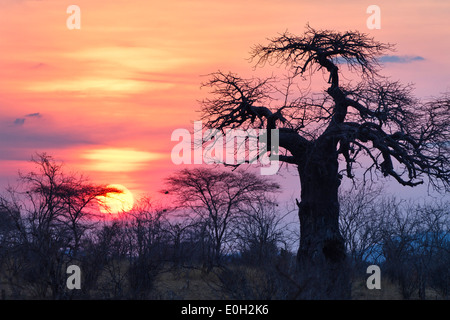 Afrikanische Baobab bei Sonnenaufgang, Affenbrotbäume Digitata, Ruaha Nationalpark, Tansania, Afrika Stockfoto