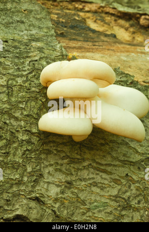 Austernpilze, Pleurotus Ostreatus, wächst auf einem faulenden Baumstamm Frontenac Provincial Park, Ontario Stockfoto