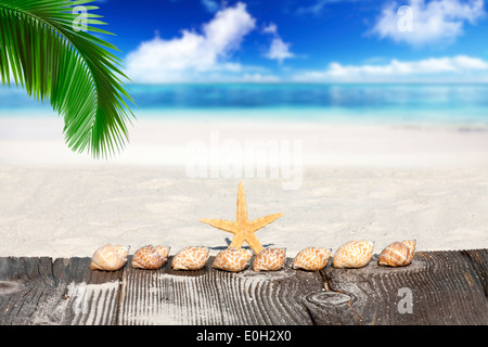 Seesterne und Muscheln unter Palmwedel auf Holzbrettern am Strand mit viel textfreiraum für zusätzliche Informationen Stockfoto