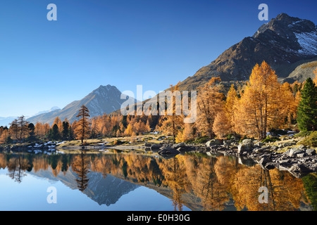 Lärchen in herbstlichen Farben und Bergen reflektiert in einem Bergsee Lake Val Viola, Val da Cam, Val Poschiavo, Livigno Ran Stockfoto