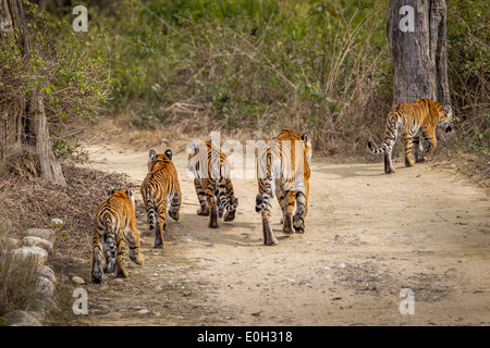 Bengalische Tigerin mit vier jungen Jim Corbett Nationalpark, Indien [Panthera Tigris] Stockfoto