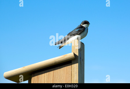 Baum-Schwalbe, Tachycineta bicolor, Männlich Stockfoto