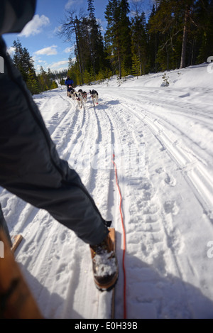 Junge Frau fahren Schlitten. Wüste husky Hundeschlitten taiga Tour mit bearhillhusky in Rovaniemi, Lappland, Finnland Stockfoto