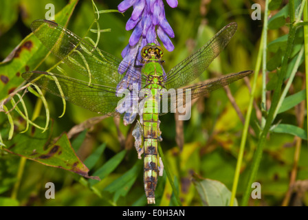 Weibliche Östlichen pondhawk Libelle, Erythemis simplicicollis, Kuh vetch Vicia cracca Blumen festklammern, Ontario, Kanada Stockfoto