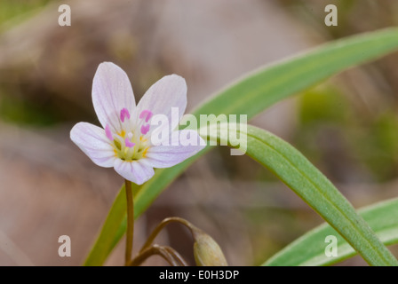 Einzelne Carolina Spring Beauty Blume (Claytonia Caroliniana) in wenig Cataraqui Conservation Area, Ontario Stockfoto