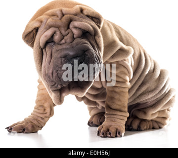 chinesische Shar-pei sitzt isoliert auf weißem Hintergrund Stockfoto
