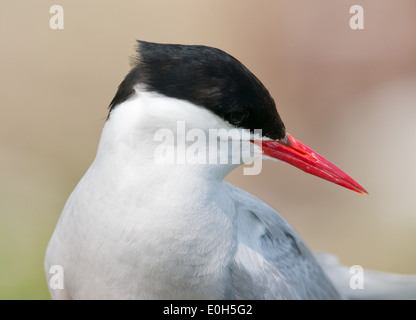 Tern Stockfoto