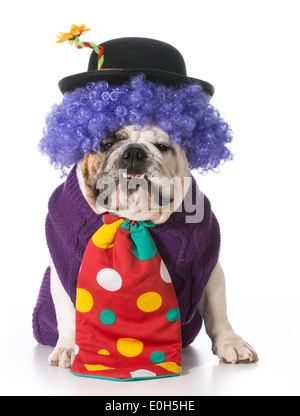 dumme Hund trägt Clownskostüm auf weißem Hintergrund - englische Bulldogge Stockfoto