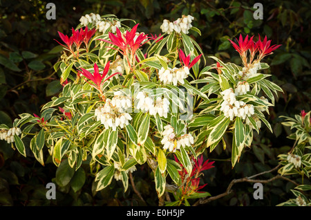 Pieris in Blüte und zeigt neues Wachstum im Frühjahr Stockfoto