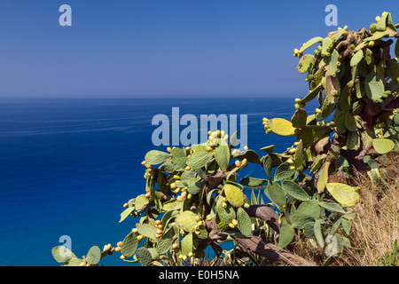 Opuntia am Capo Vaticano südlich von Tropea, Opuntia Ficus-Indica, Tyrrhenischen Meer in Kalabrien, mediterran, Süd-Italien, Europa Stockfoto