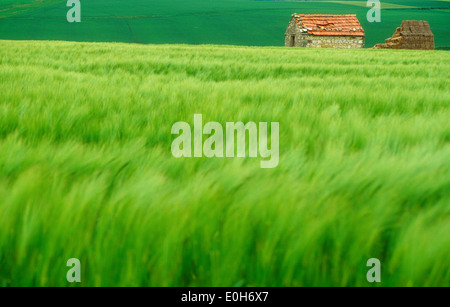 Grünes Weizenfeld mit Scheune, Frankreich. Stockfoto