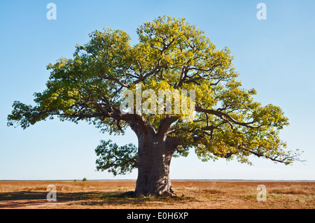 Massive Boab Baum in Derby. Stockfoto