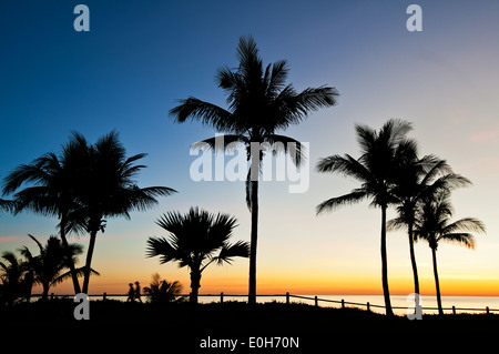 Palmen am Cable Beach in Broome. Stockfoto