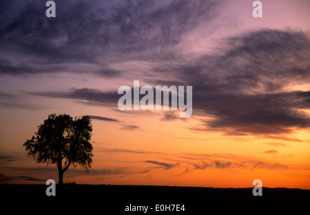 Silhouette eines Baumes bei Sonnenuntergang mit Kopierraum Stockfoto