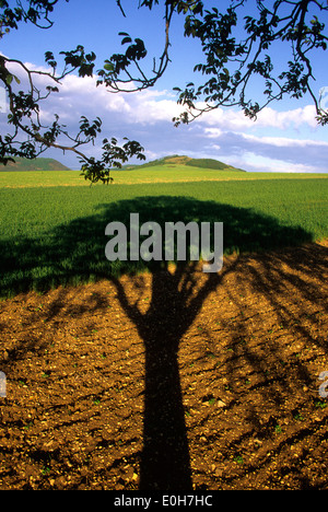 Schatten eines Baumes Stockfoto