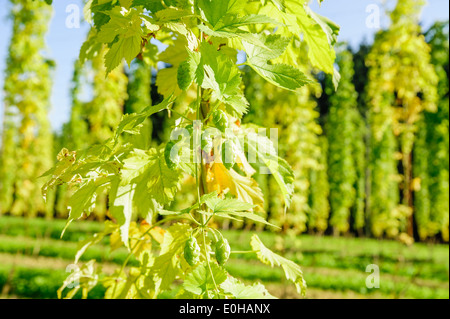 Ausgewachsenen Hopfenzapfen bis zur Ernte bereit Stockfoto