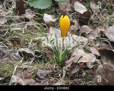 der erste Frühling gelbe Blume Nahaufnahme auf Boden-Hintergrund Stockfoto