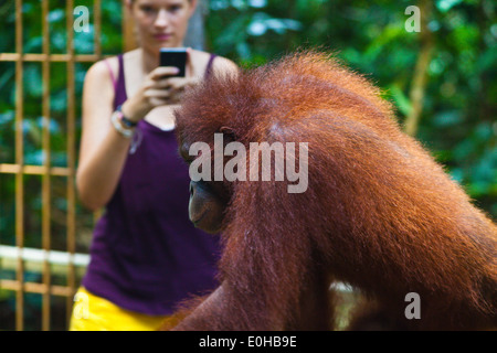 Touristischen Begegnung mit eine wilde Orang-Utan an das Sepilok Orang Utan Rehabilitation Center in Kabili Sepilok Forest - BORNEO Stockfoto