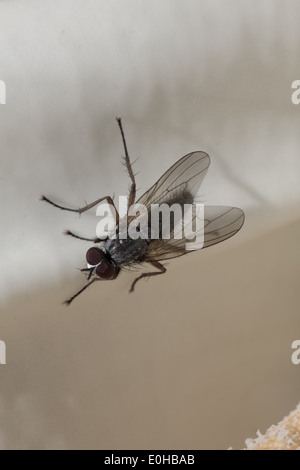 Makro einer Fliege auf weißem Hintergrund Stockfoto