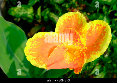 leuchtend gelb und orange Blume von der Canna verfärben Pflanze wächst in Java Indonesien lokal unter dem Namen Ganyong bekannt Stockfoto