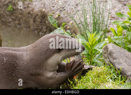 Verzehr von Fisch, lehnt sich an die Ufer des Flusses Otter Stockfoto