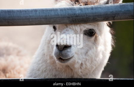 niedliche Lama Alpaka Tier Closeup Schnauze im zoo Stockfoto