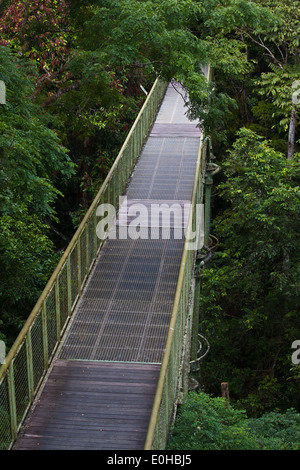 Die 90 Fuß hohen ÜBERDACHUNGGEHWEG im KABILI SEPILOK FOREST - BORNEO RAINFOREST DISCOVERY Center Stockfoto