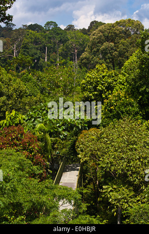 Die 90 Fuß hohen ÜBERDACHUNGGEHWEG im KABILI SEPILOK FOREST - BORNEO RAINFOREST DISCOVERY Center Stockfoto