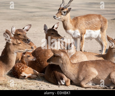 Closeup Gruppe Hirsche auf dem Boden liegend Stockfoto