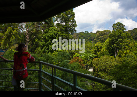 Anzeigen von Türmen oben Fuß 90 hohe CANOPY WALKWAY im KABILI SEPILOK FOREST - BORNEO RAINFOREST DISCOVERY Center Stockfoto