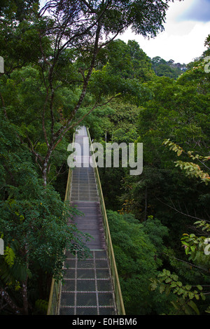 Die 90 Fuß befindet sich hohe CAN0PY Gehweg im RAINFOREST DISCOVERY CENTER in KABILI SEPILOK FOREST - BORNEO Stockfoto