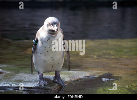 kleiner Pinguin mit geringelten Flügel Closeup Vorderansicht auf Wasser-Hintergrund Stockfoto