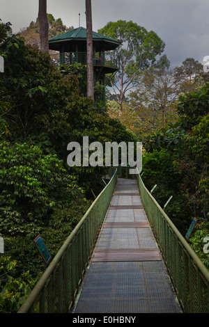 Anzeigen von Türmen oben Fuß 90 hohe CANOPY WALKWAY im KABILI SEPILOK FOREST - BORNEO RAINFOREST DISCOVERY Center Stockfoto