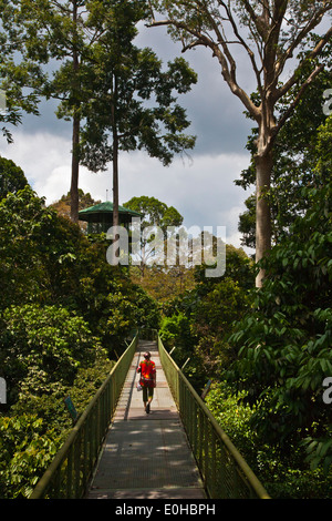 Anzeigen von Türmen oben Fuß 90 hohe CANOPY WALKWAY im KABILI SEPILOK FOREST - BORNEO RAINFOREST DISCOVERY Center Stockfoto