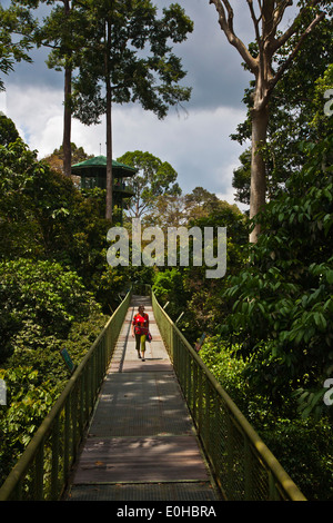 Anzeigen von Türmen oben Fuß 90 hohe CANOPY WALKWAY im KABILI SEPILOK FOREST - BORNEO RAINFOREST DISCOVERY Center Stockfoto