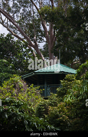 Anzeigen von Türmen oben Fuß 90 hohe CANOPY WALKWAY im KABILI SEPILOK FOREST - BORNEO RAINFOREST DISCOVERY Center Stockfoto