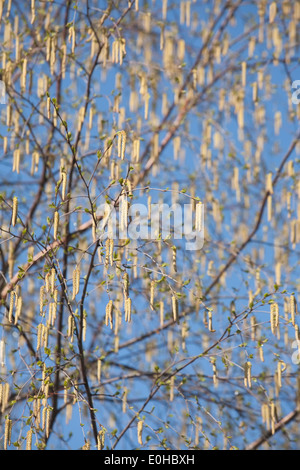 viele Birken-Kätzchen auf blauen Himmelshintergrund Stockfoto