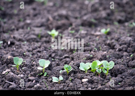 erstes grün sprießt Closeup auf schwarzen Hintergrund Stockfoto