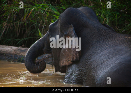 BORNEAN Pygmäen Elefanten entlang des Flusses am KINABATANGAN RIVER WILDLIFE SANCTUARY - BORNEO Stockfoto