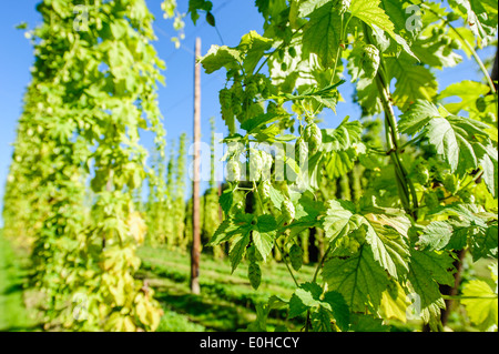 Ausgewachsenen Hop Kegel getroffen in Oberösterreich Stockfoto