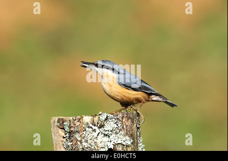 Kleiber (Sitta Europaea) eurasische Kleiber • Ostalbkreis; Baden-Württemberg; Deutschland Stockfoto